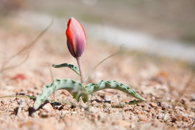 Close-up of tulip on clay soil