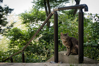 Cat on tree against sky