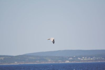 Seagull flying over sea against clear sky