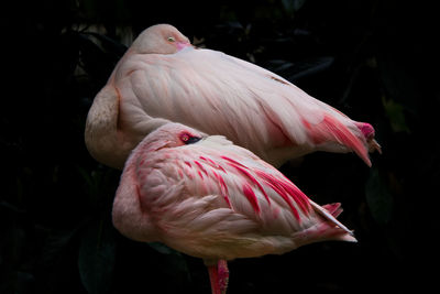 Close-up of flamingos