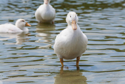 View of duck in lake