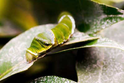 Close-up of insect on leaf