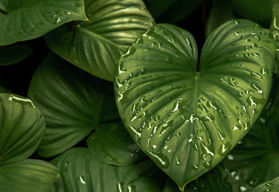 Close-up of raindrops on leaves