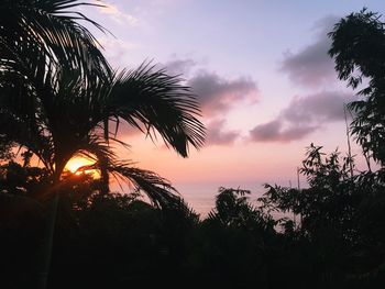 Silhouette of palm trees against sky