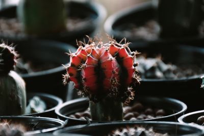 Close-up of red berries on potted plant