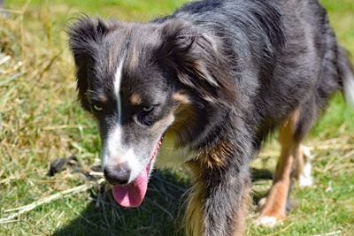 Close-up of dog sticking out tongue on field