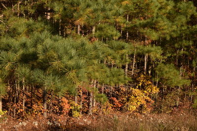 Scenic view of forest