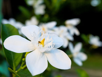 Close-up of white flowering plant