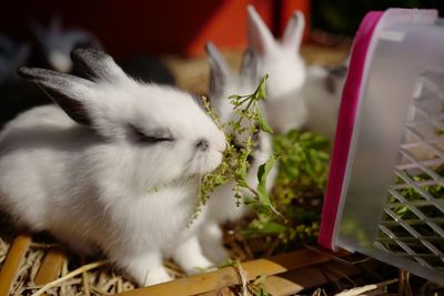 Close-up of white cat