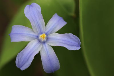 Close-up of purple flowering plant