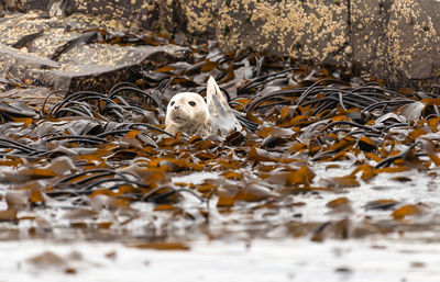 Portrait of a seal 