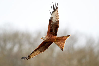 Low angle view of eagle flying in sky