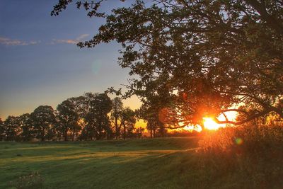 Silhouette trees on field against sky at sunset