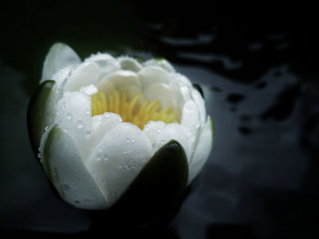 Close-up of wet white rose flower