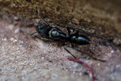 Close-up of insect