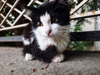 Close-up portrait of cat kitten outdoors
