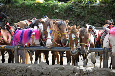 View of tied up horses