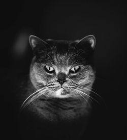 Portrait of cat