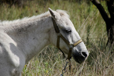 Side view of horse on field