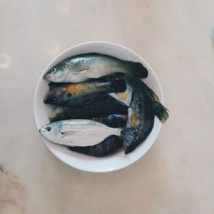 High angle view of fish in bowl