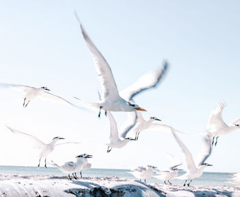 Seagulls flying over sea against sky