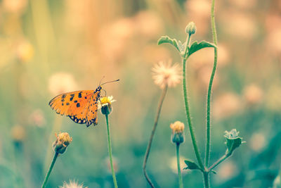 Close-up of butterfly pollinating on flower