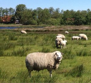 Sheep grazing on grassy field