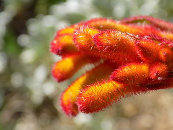 Close-up of red flowering plant