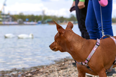 Mother and her teen girl walking with pinscher dog by the of relationship between human and animal.