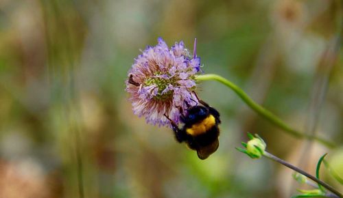 Close-up of bee on purple flower