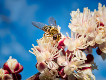 Close-up of bee pollinating on cherry blossom