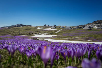 Purple flowering plants on field against clear blue sky