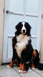 Portrait of dog sitting outdoors