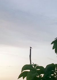 Low angle view of plant against sky