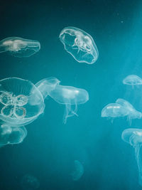 Jellyfish in sea