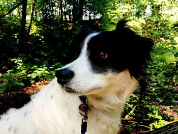 Close-up of dog on tree