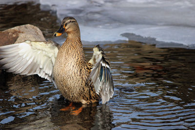 Close-up of birds in lake