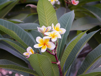 Close-up of frangipani flowers on leaves