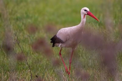 Bird in a field