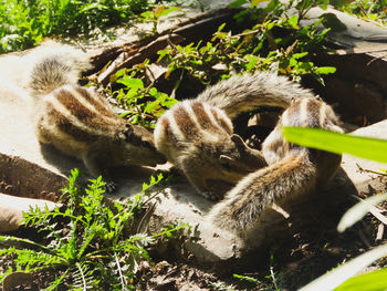 View of squirrels on field