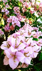 Close-up of pink flowers blooming outdoors