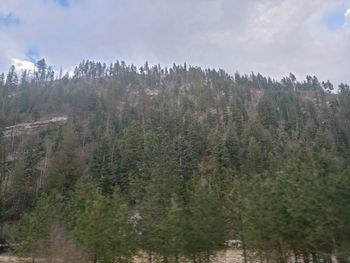 Scenic view of forest against sky