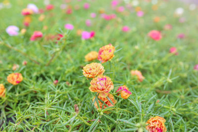 Close-up of pink flowering plants on field