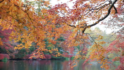Autumn trees over lake at park