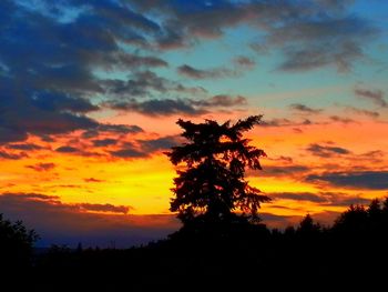 Silhouette of trees at sunset