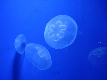 Close-up of jellyfish against blue background