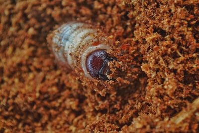Close up of beetle larva half burrowed in sawdust