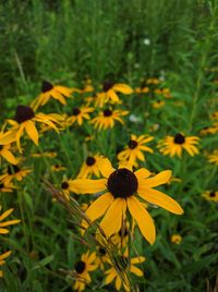 Close-up of yellow flower blooming in field