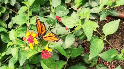 Close-up of butterfly on leaf