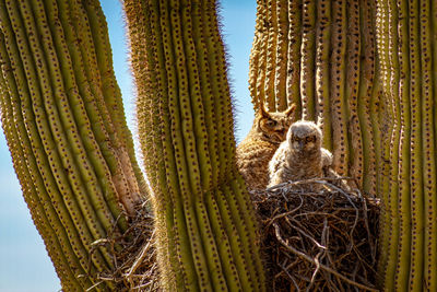 Low angle view of nest on tree